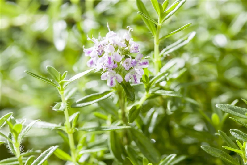 Berg-Bohnenkraut 7 Berg-Bohnenkraut – Bild 5