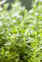 Berg-Bohnenkraut 16 Berg-Bohnenkraut – Bild 14