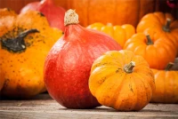 KIEPENKERL Kürbissamen „Hokkaido“ 20 KIEPENKERL Kürbissamen „Hokkaido“ – Bild 18