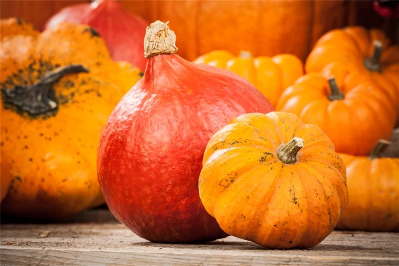 KIEPENKERL Kürbissamen „Hokkaido“ 9 KIEPENKERL Kürbissamen „Hokkaido“ – Bild 7