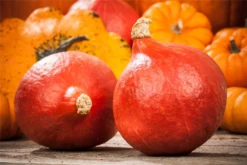 KIEPENKERL Kürbissamen „Hokkaido“ 30 KIEPENKERL Kürbissamen „Hokkaido“ -Blumen Risse Verkaufsladen GS534912 800x800