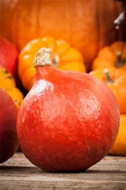 KIEPENKERL Kürbissamen „Hokkaido“ 29 KIEPENKERL Kürbissamen „Hokkaido“ -Blumen Risse Verkaufsladen GS534913 800x800