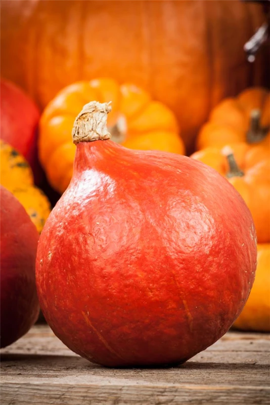 KIEPENKERL Kürbissamen „Hokkaido“ 10 KIEPENKERL Kürbissamen „Hokkaido“ – Bild 8