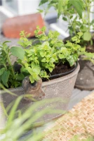 QUEDLINBURGER Süßkrautsamen 16 QUEDLINBURGER Süßkrautsamen – Bild 14