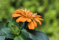 KIEPENKERL Haage-Zinniensamen „Profusion“ 20 KIEPENKERL Haage-Zinniensamen „Profusion“ – Bild 18