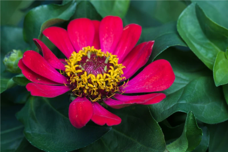 KIEPENKERL Haage-Zinniensamen „Profusion“ 12 KIEPENKERL Haage-Zinniensamen „Profusion“ – Bild 10