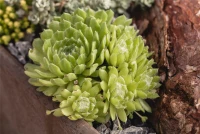 Hauswurz 7 Hauswurz – Bild 5