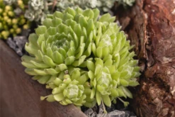 Hauswurz 9 Hauswurz -Blumen Risse Verkaufsladen GS585718 800x800