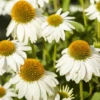 Garten-Scheinsonnenhut „PowWow® White“