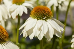 Garten-Scheinsonnenhut „PowWow® White“ 11 Garten-Scheinsonnenhut „PowWow® White“ -Blumen Risse Verkaufsladen GS586846 800x800