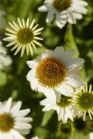 Garten-Scheinsonnenhut „PowWow® White“ 10 Garten-Scheinsonnenhut „PowWow® White“ – Bild 8