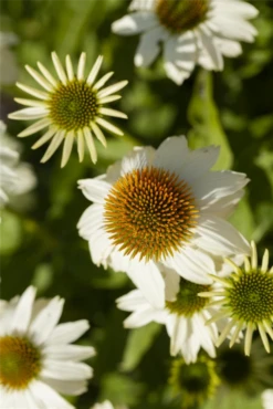 Garten-Scheinsonnenhut „PowWow® White“ 13 Garten-Scheinsonnenhut „PowWow® White“ -Blumen Risse Verkaufsladen GS586848 800x800