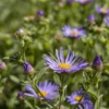 Garten-Sommer-Aster „Sternkugel“
