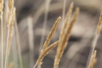 Blaugraues Schillergras 9 Blaugraues Schillergras – Bild 7