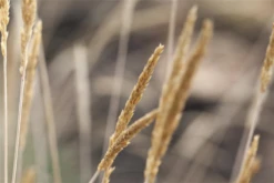 Blaugraues Schillergras 12 Blaugraues Schillergras -Blumen Risse Verkaufsladen GS586880 800x800