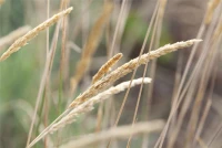 Blaugraues Schillergras 10 Blaugraues Schillergras – Bild 8