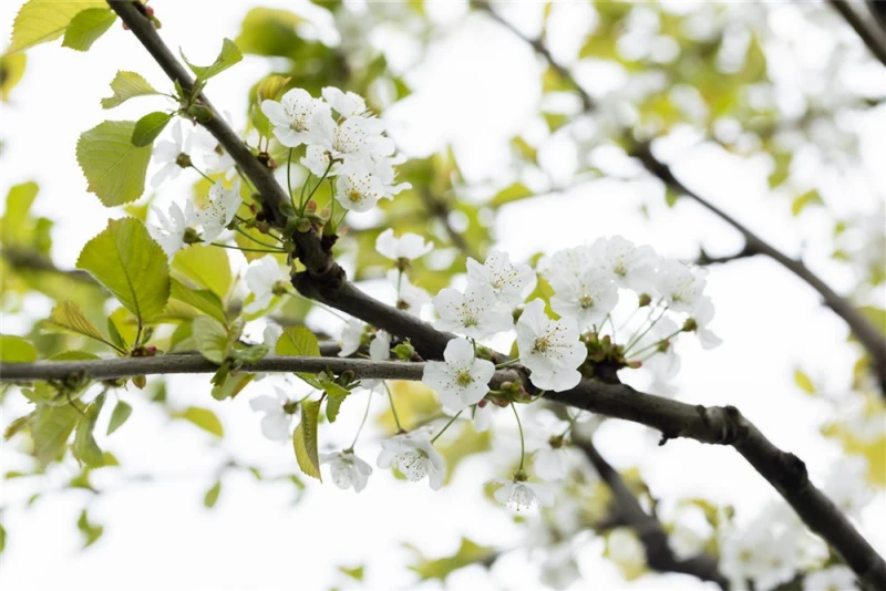 Süß-Kirsche „Büttners Rote Knorpelkirsche“ 3 Süß-Kirsche „Büttners Rote Knorpelkirsche“
