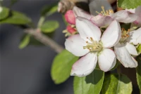 Winterapfel „Goldparmäne“ 8 Winterapfel „Goldparmäne“ – Bild 6