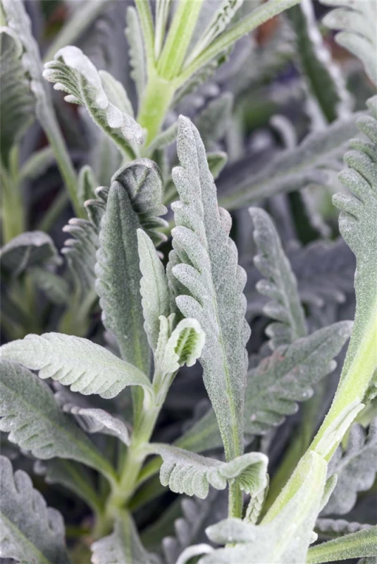 Gezähnter Lavendel 3 Gezähnter Lavendel