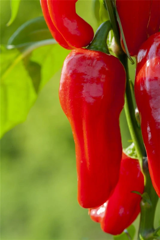 QUEDLINBURGER Paprikasamen „Demetra“ 5 QUEDLINBURGER Paprikasamen „Demetra“ – Bild 3