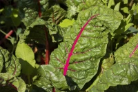 QUEDLINBURGER Mangoldsamen „Magenta Sunset“ 8 QUEDLINBURGER Mangoldsamen „Magenta Sunset“ – Bild 6