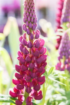 Garten-Lupine „Master Piece“® 26 Garten-Lupine „Master Piece“® -Blumen Risse Verkaufsladen GS591008 800x800
