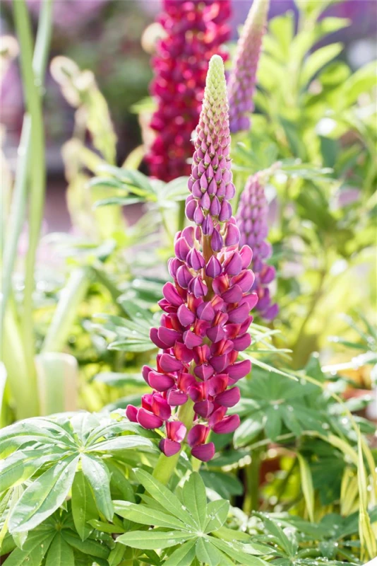 Garten-Lupine „Master Piece“® 11 Garten-Lupine „Master Piece“® – Bild 9