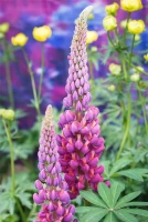 Garten-Lupine „Master Piece“® 21 Garten-Lupine „Master Piece“® – Bild 19