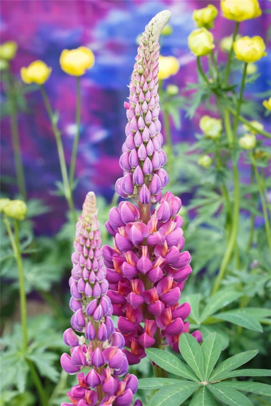 Garten-Lupine „Master Piece“® 8 Garten-Lupine „Master Piece“® – Bild 6
