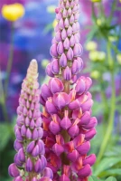 Garten-Lupine „Master Piece“® 22 Garten-Lupine „Master Piece“® – Bild 20