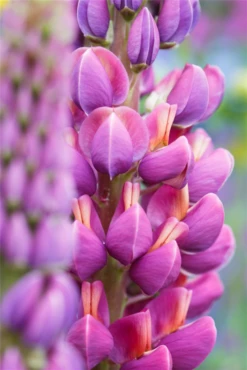 Garten-Lupine „Master Piece“® 33 Garten-Lupine „Master Piece“® -Blumen Risse Verkaufsladen GS591026 800x800
