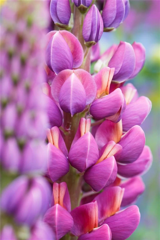 Garten-Lupine „Master Piece“® 14 Garten-Lupine „Master Piece“® – Bild 12