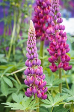 Garten-Lupine „Master Piece“® 34 Garten-Lupine „Master Piece“® -Blumen Risse Verkaufsladen GS591027 800x800