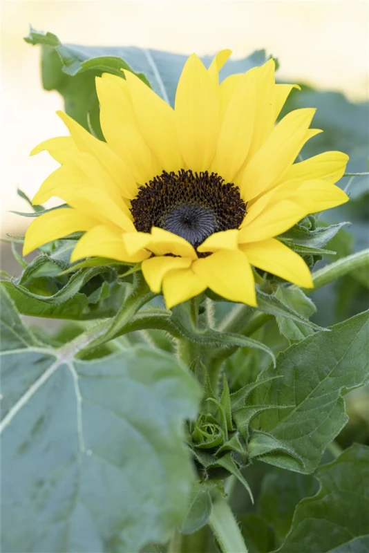 QUEDLINBURGER Sonnenblumennsamen „Eversun“ 5 QUEDLINBURGER Sonnenblumennsamen „Eversun“ – Bild 3