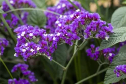 Breitblättriger Steppenschleier 7 Breitblättriger Steppenschleier -Blumen Risse Verkaufsladen GS595634 800x800