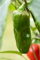 QUEDLINBURGER Snack-Paprika-Samen 19 QUEDLINBURGER Snack-Paprika-Samen – Bild 17