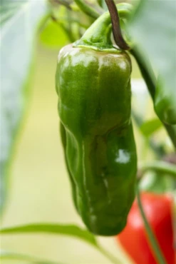 QUEDLINBURGER Snack-Paprika-Samen 28 QUEDLINBURGER Snack-Paprika-Samen -Blumen Risse Verkaufsladen GS596761 800x800