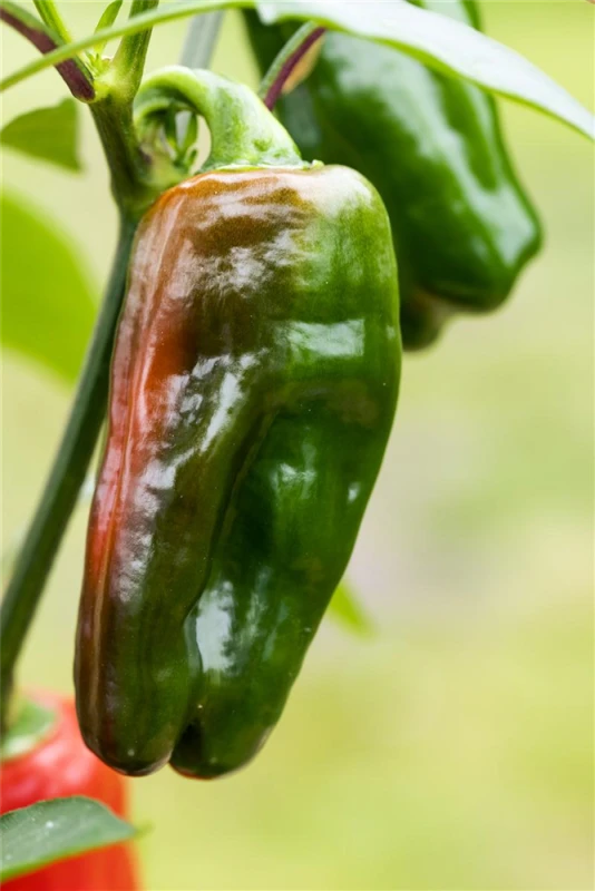 QUEDLINBURGER Snack-Paprika-Samen 10 QUEDLINBURGER Snack-Paprika-Samen – Bild 8