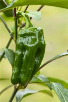 QUEDLINBURGER Snack-Paprika-Samen 21 QUEDLINBURGER Snack-Paprika-Samen – Bild 19