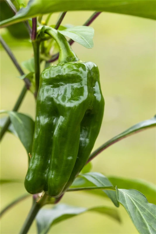 QUEDLINBURGER Snack-Paprika-Samen 11 QUEDLINBURGER Snack-Paprika-Samen – Bild 9