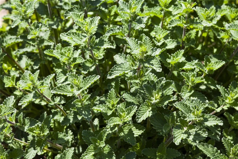 Garten-Bastard-Katzenminze „Alba“ 11 Garten-Bastard-Katzenminze „Alba“ – Bild 9