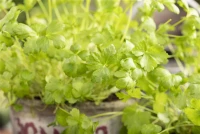 Glatte Petersilie 21 Glatte Petersilie – Bild 19