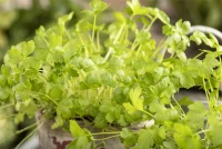 Glatte Petersilie 18 Glatte Petersilie – Bild 16