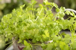 Glatte Petersilie 26 Glatte Petersilie -Blumen Risse Verkaufsladen GS603713 800x800