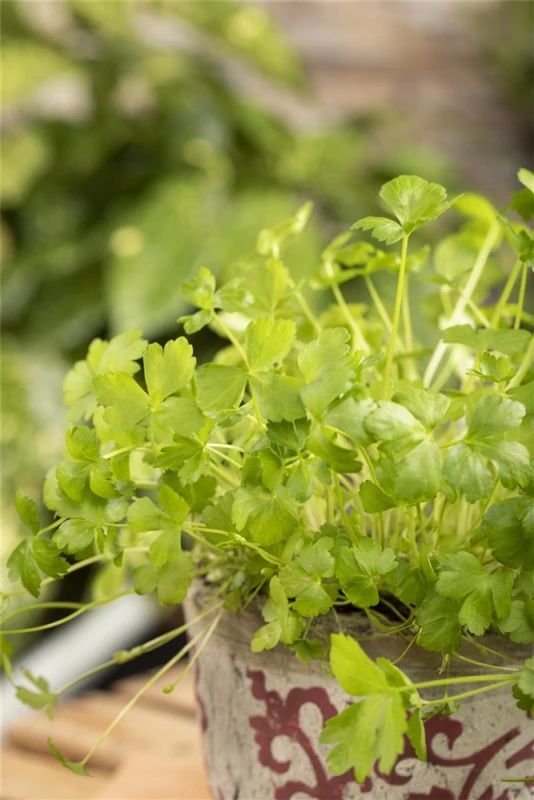 Glatte Petersilie 6 Glatte Petersilie – Bild 4