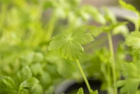 Glatte Petersilie 20 Glatte Petersilie – Bild 18