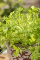 Glatte Petersilie 19 Glatte Petersilie – Bild 17