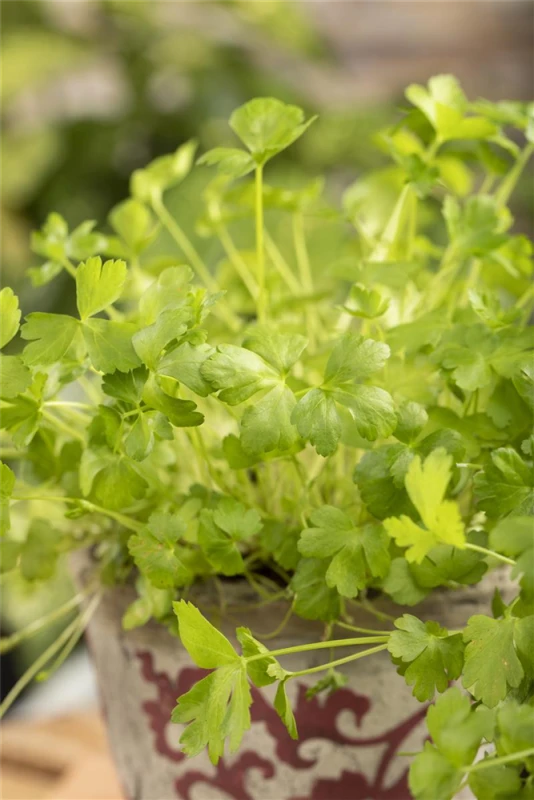 Glatte Petersilie 8 Glatte Petersilie – Bild 6