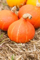 SPERLI Hokkaidokürbissamen 10 SPERLI Hokkaidokürbissamen – Bild 8