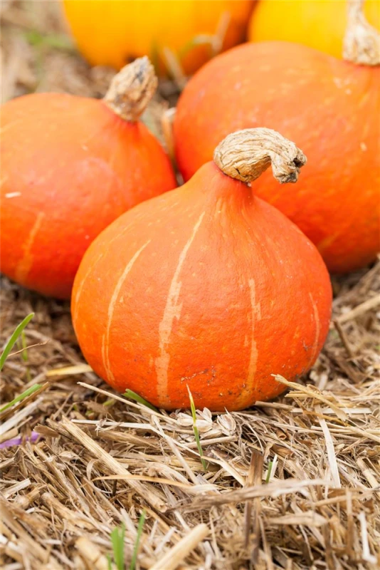SPERLI Hokkaidokürbissamen 6 SPERLI Hokkaidokürbissamen – Bild 4